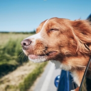 Hund i bil, reiser til utlandet