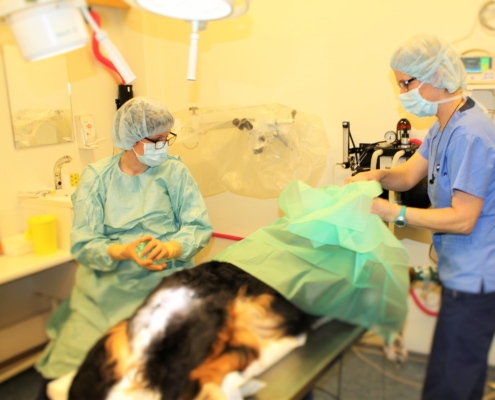 Opreasjon av hund, E-Vet Smådyrklinikk i Elverum