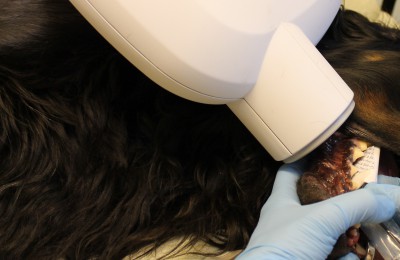røntgen av hund, E-Vet Smådyrklinikk i Elverum