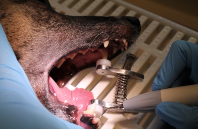 tannbehandling av hund, E-Vet Smådyrklinikk i Elverum