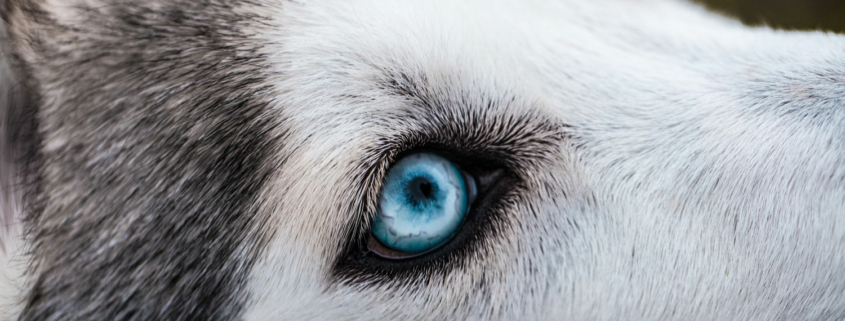 Øyelysing av hund