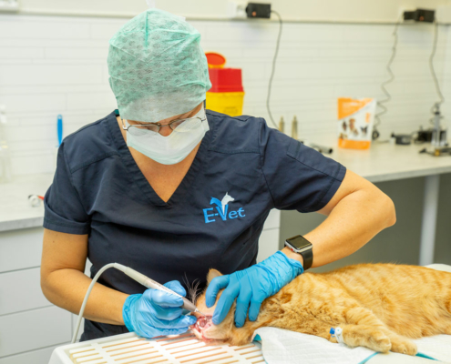 Tannbehandling av katt på E-Vet at, dyrlege i elverum