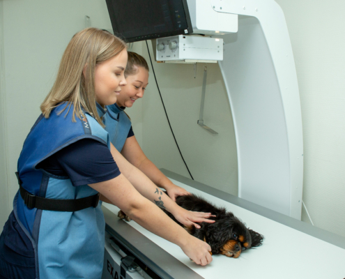 Veterinær og dyrepleier tar røntgenbilde av hund