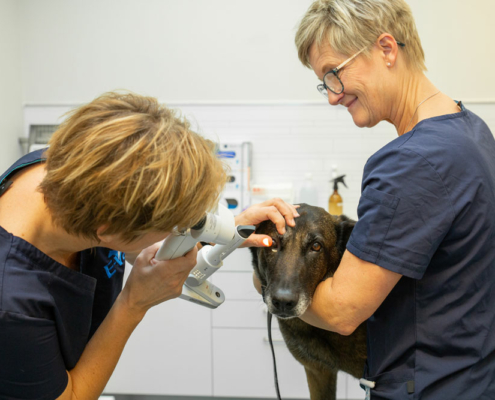 Øyeundersøkelse av hund ved E-Vet AS, Veterinaær Ragne undersøker en hund, dyreklinikk i Elverum