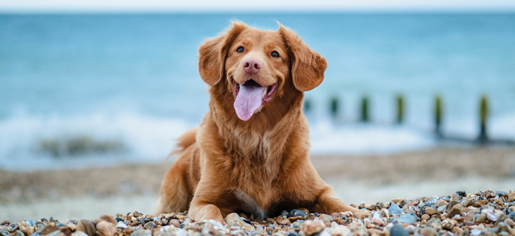avlivning, siste farvel, hund som slapper av på stranden