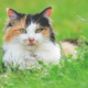katt som ligger i gresset, en ID-merket katt