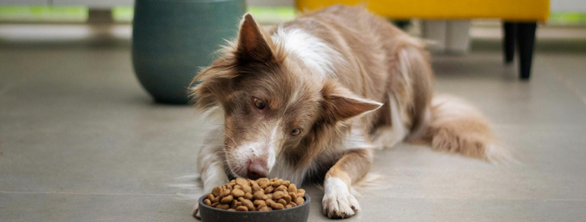 fôring av hund, fôr, hund, matskål